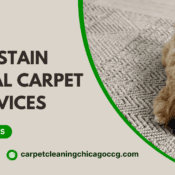 Pet Stain Removal Carpet