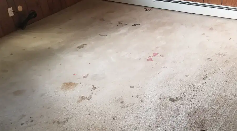 Is a 20-Year-Old Carpet Unhealthy? What Chicago Homeowners Should Know